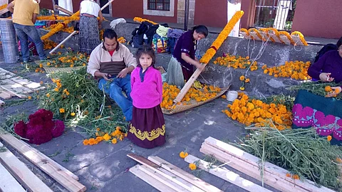 Desde 4 meses antes, los orfebres trabajan con la siembra de la flor de cempasúchil