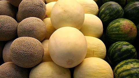 Alcanzan exportaciones de melón, sandía y papaya 283 mdd