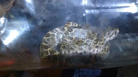 Los dos reptiles fueron entregados al personal de Bomberos Municipales, los cuales los trasladaron al Zoológico “Benito Juárez”