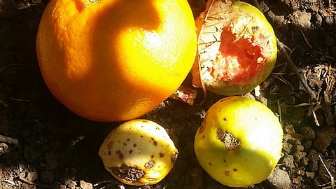 Se desarrollará este jueves 3 de noviembre