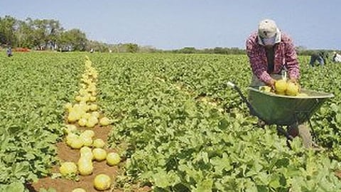 Al cierre de 2015, se exportaron más de un millón 51 mil toneladas de productos hortofrutícolas de la entidad a 41 países (Foto: Sedrua)