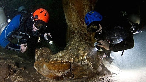 La mandíbula del gonfoterio, que se presume vivió en la última Edad de Hielo (Foto: Proyecto GAM)