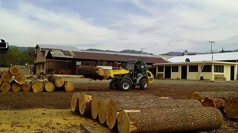 Se mejora el aprovechamiento de los recursos forestales al certificar la madera que se comercializa