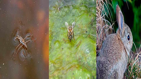 Según la ONU de las más de 80 mil especies forestales menos del uno por ciento ha sido estudiado para su posible uso: Macías Garcia