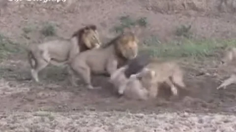 Video: Búfalo logra escapar de leones que estaban por comérselo