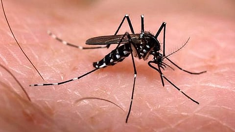Conoce cómo evitar la reproducción del mosco transmisor del dengue