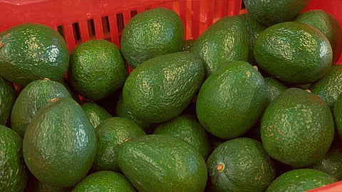En algunos lugares del país el kilo de este fruto se vende hasta en 80 pesos