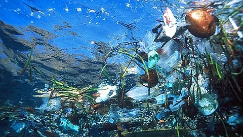 La acumulación de este material es cada vez mayor en los ecosistemas de los océanos