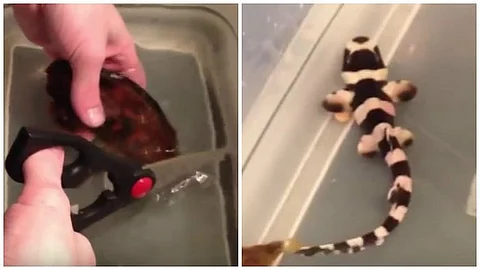 Esta especie de escualo para muchos desconocida, es de las pocas especies de tiburón que nacen fuera del vientre de su madre
