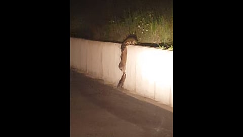 Esta grabación es “un gran ejemplo del amor de madre y del trabajo en equipo”