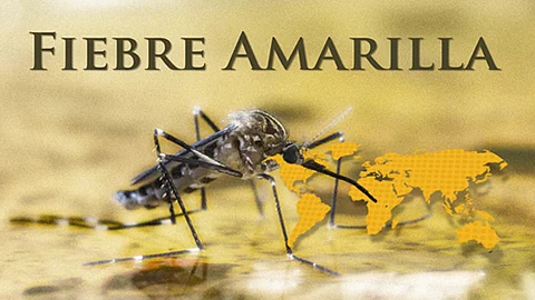 Una forma de transmisión del virus de persona a persona es por picadura de los mosquitos Aedes y Haemagogus (Imagen: SSA)