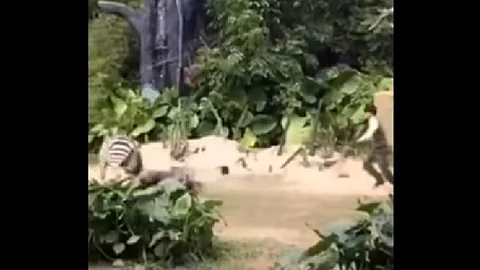 Video: Una cebra ataca a su cuidador en zoológico de China