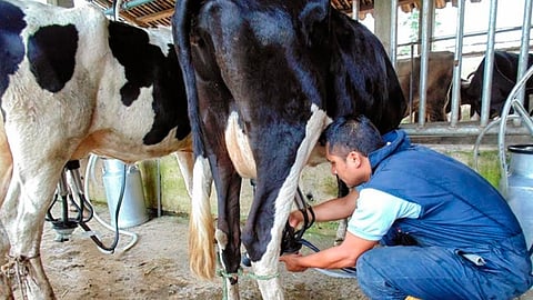 El municipio de Marcos Castellanos produce 90 mil litros de leche diarios
