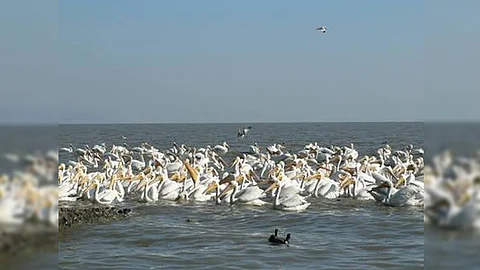 La entidad cuenta con 127 de estas especies, como la mariposa Monarca, los pelícanos y aves marinas (Foto: gobierno de Michoacán)