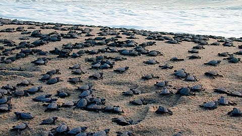 Para el final del ciclo reproductivo, en marzo próximo, se prevé llegar a la meta de 650 mil crías liberadas