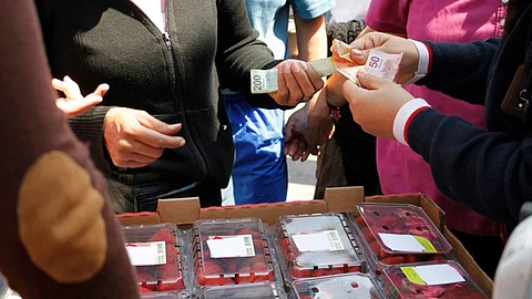 El productor vendió 220 cajas de fresas de cuatro kilogramos cada una en 140 pesos que le redituó una ganancia de 30,800 pesos