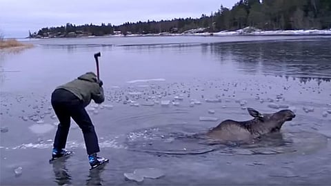 Pasaron varios minutos de esa labor (Foto: YouTube)