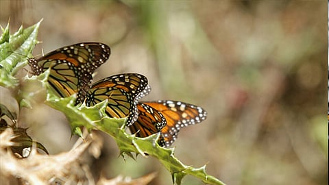 Dicho evento se realizaría tentativamente para el mes de noviembre, de este año, en su primera edición