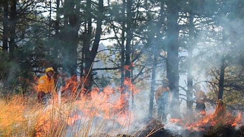Este 2017 redoblarán esfuerzos en el control de los incendios forestales
