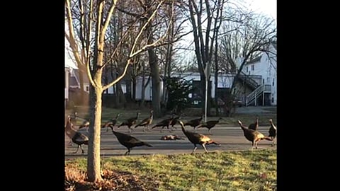 Esa es la cosa más loca que he visto nunca, dijo el autor del video, Jonathan Davis (Foto: @TheReal_JDavis)