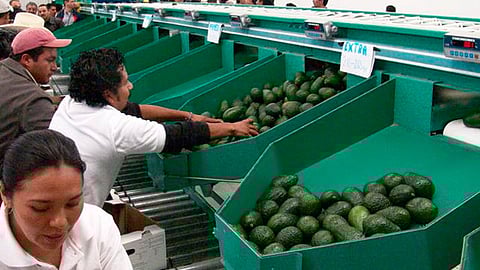 Necesario que el sistema aguacatero se mantenga unido