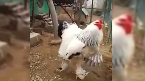 El video ha sido compartido casi 40 mil veces (Fotograma: Twitter)