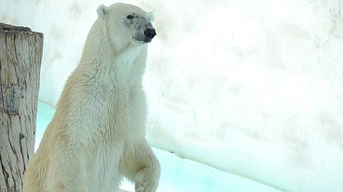 Los resultados de los estudios serán dados a conocer en fechas próximas (Foto ilustrativa: Zoológico de Morelia)