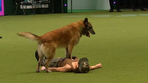 Video: Un perro da primeros auxilios a su dueña durante una demostración