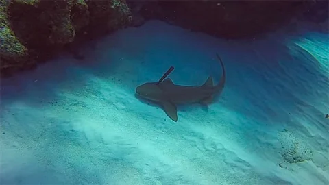 Video: Buceador ayuda a un tiburón que tenía clavado un cuchillo en la cabeza