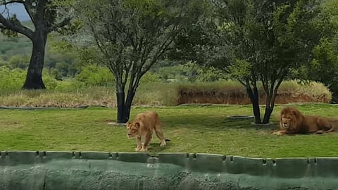 Video: Una leona intenta atacar a los visitantes de un parque en Monterrey