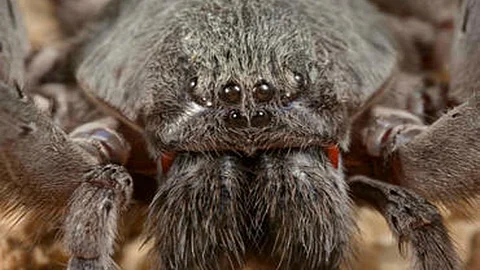 El arácnido fue encontrado en una cueva de Baja California (Foto: www.sdnhm.org )