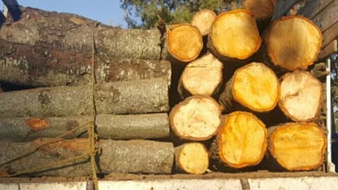 El detenido, vehículo y madera fueron puestos a disposición de la autoridad competente
