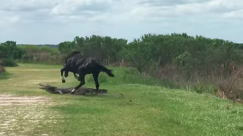 El video se viralizó recientemente (Fotograma extraído de video)