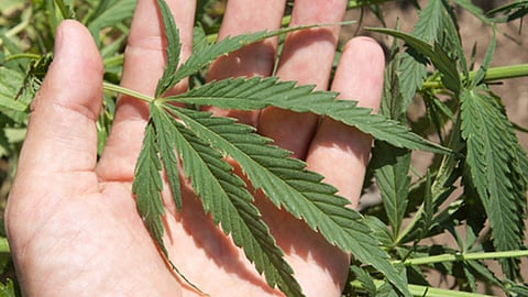 "México aún no está preparado para impedir que la corrupción e impunidad del comercio ilegal en el mercado negro hagan de esta venta un lucrativo negocio”,
expresaron en la Arquidiócesis (Foto: Ilustrativa/ Archivo)