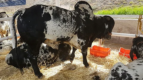 Los más de mil sementales que serán exhibidos se quedarán en la entidad, pues existe gran demanda de productores michoacanos (Foto: Cortesía)