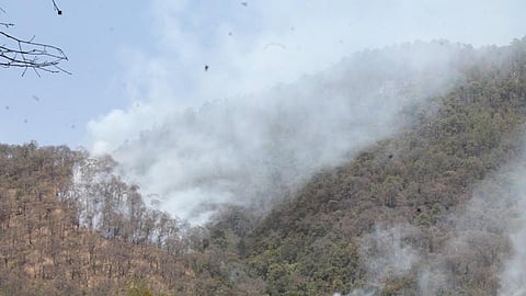 Se vieron afectadas áreas de bosque, pastizales, vegetación y fauna silvestre (Foto: Cortesía)