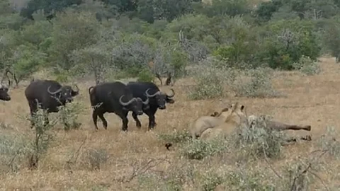Video: Dos leones atacan a un búfalo y cuando todo parece perdido es rescatado por una manada