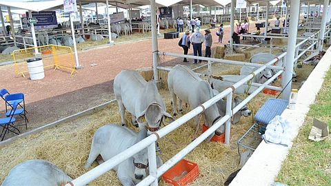 Ejemplares de Veracruz, los que más premios llevan en el certamen de calificación en pista (Foto: ACG)