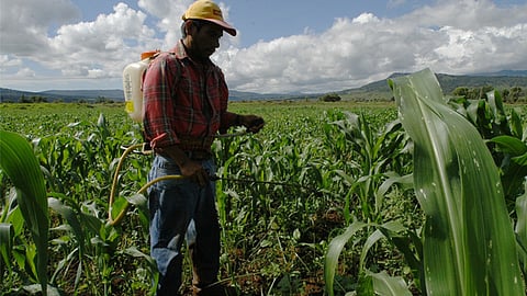 Aparte de daños a la salud humana, también hay afectación al medio ambiente, como la pérdida de abejas (Foto: ACG)