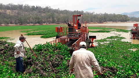 El objetivo conjunto es extraer de manera mecánica 15 hectáreas de maleza acuática flotante (Foto Cortesía)