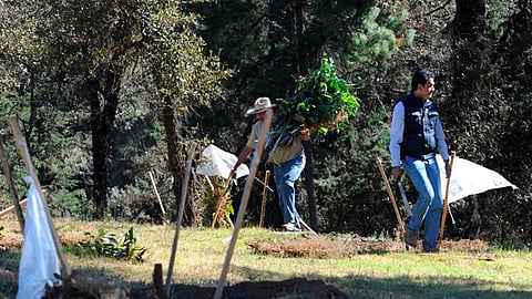 Entre 120 y 130 hectáreas de aproximadamente 50 agremiados se han visto afectadas, señalaron los productores