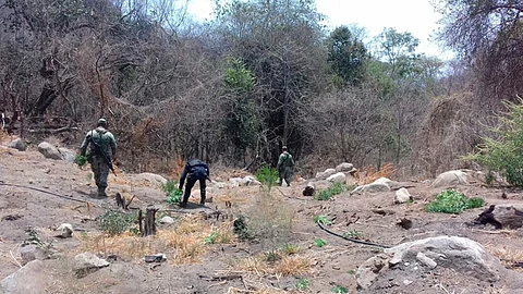 Fueron alrededor de 30 plantas (Foto Cortesía)