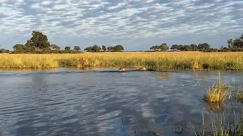 Video: Un león rescata a su hermano menor del feroz ataque de un cocodrilo