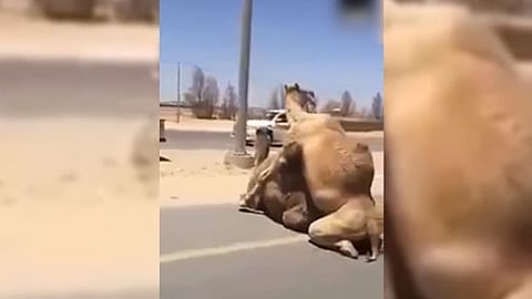 El video fue grabado en los Emiratos Árabes (Fotograma: YouTube)