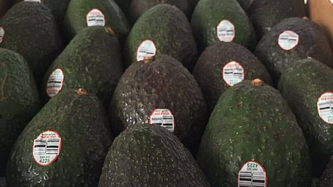 Solo Michoacán produce alrededor de un millón 283 mil 313 toneladas de aguacate (Foto de Archivo)