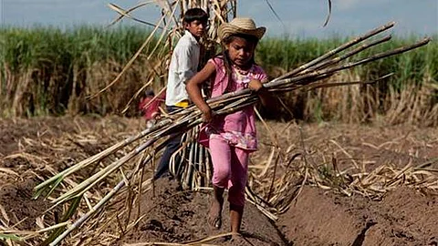 No se erradicará el trabajo infantil sin educación universal (Foto: Archivo)