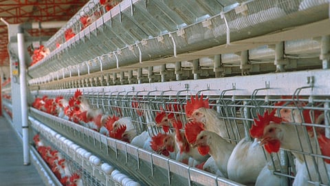 Sagarpa trabajará conjuntamente con los avicultores (Foto: Cortesía)