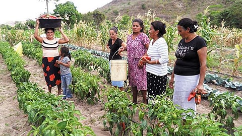 El seguro de vida para será de 25 mil pesos y tendrá una vigencia de cuatro años (Foto: Cortesía)