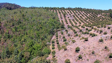 Hace 20 años que en el estado no se ha expedido un sólo permiso para estos cultivos (Foto: Cortesía)