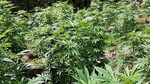 Destruyen plantíos de marihuana en Arteaga